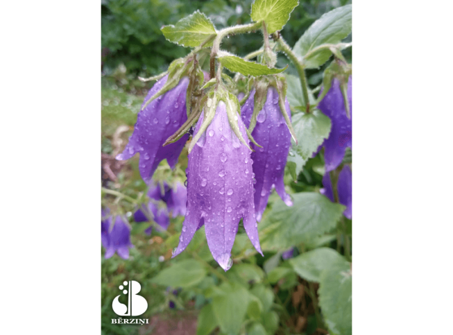 Campanula   'Purple Sensation'